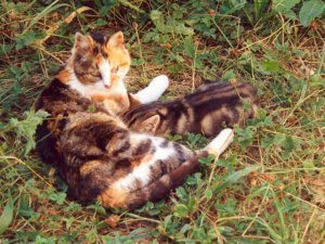 Grosses bild anzeigen Strizi Cindy.jpg